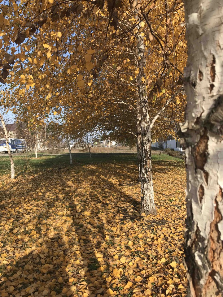 лес