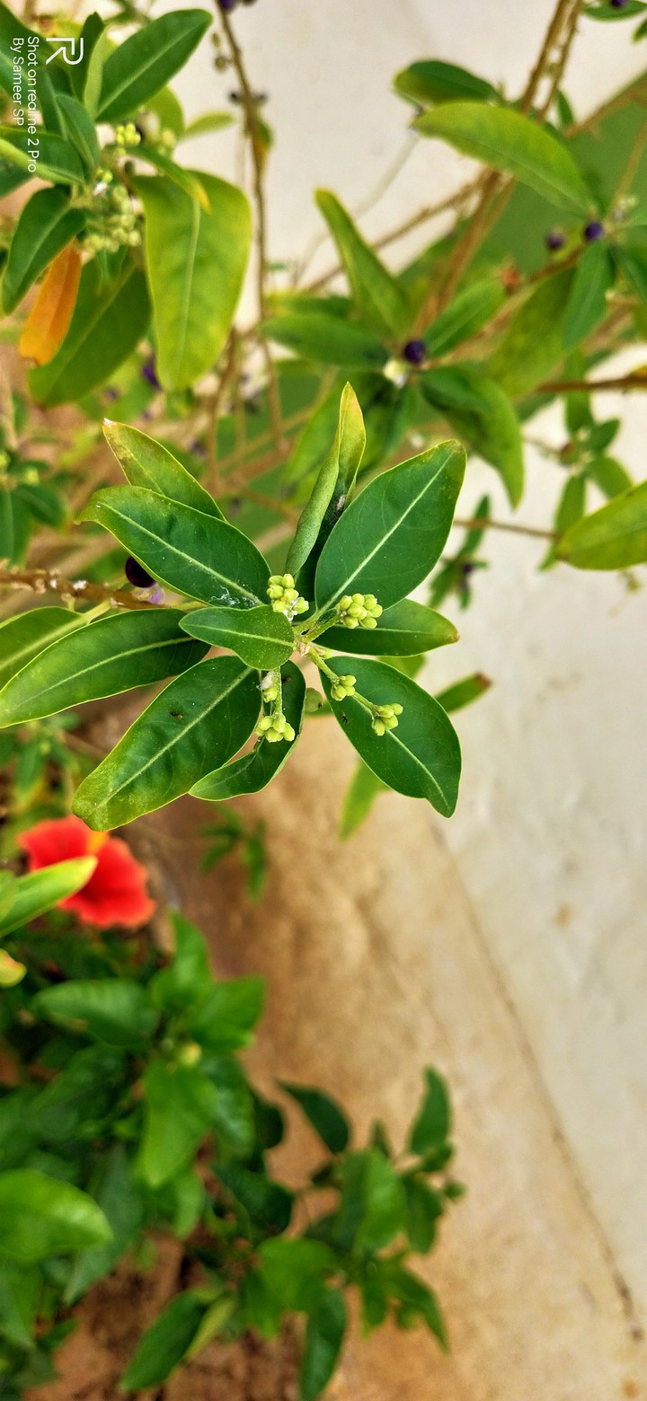 plant