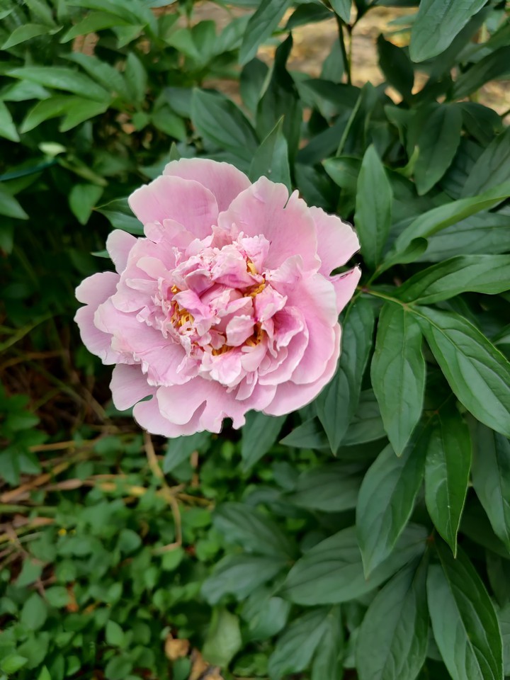 pink rose