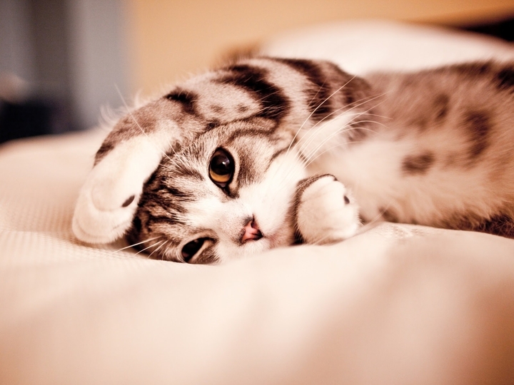 Cute Cat