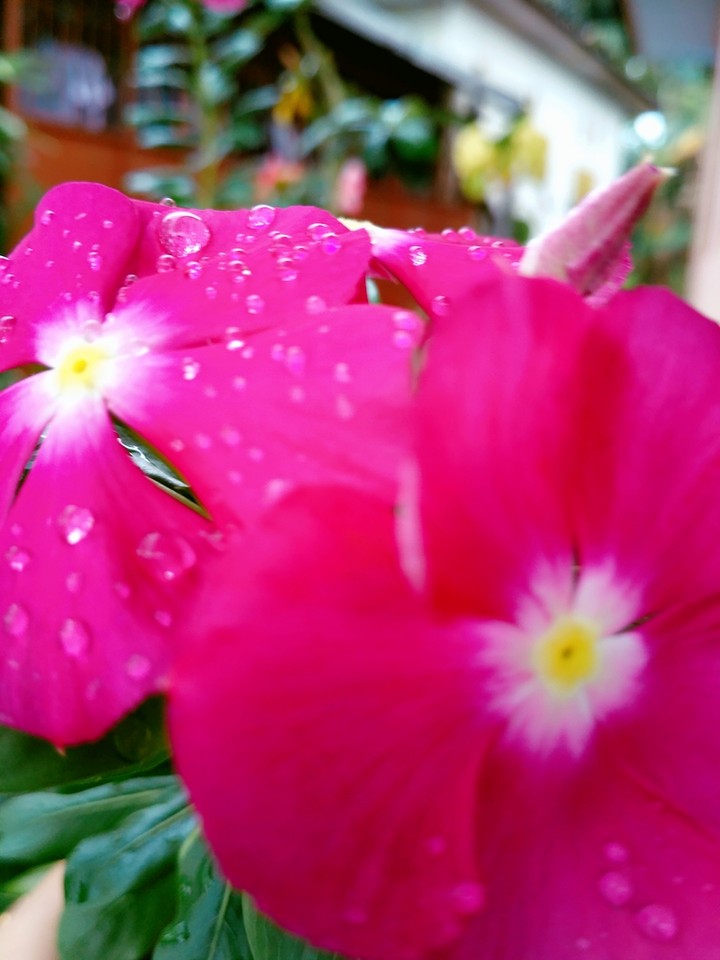 flower