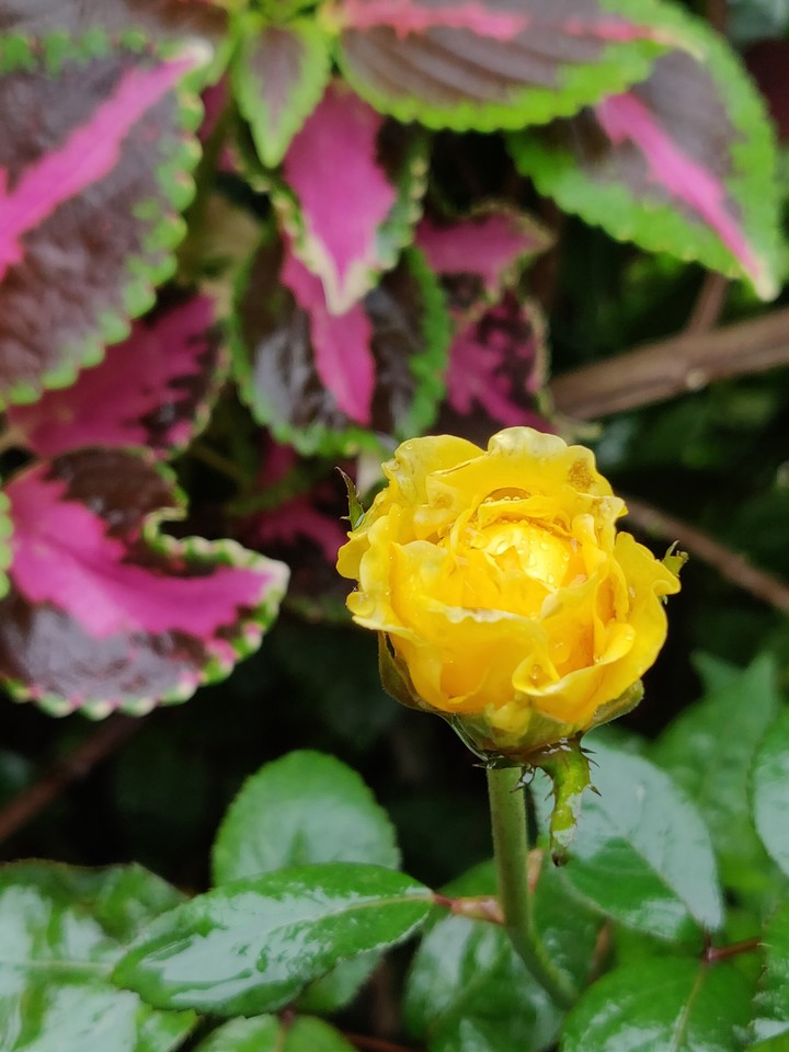 yellow flower