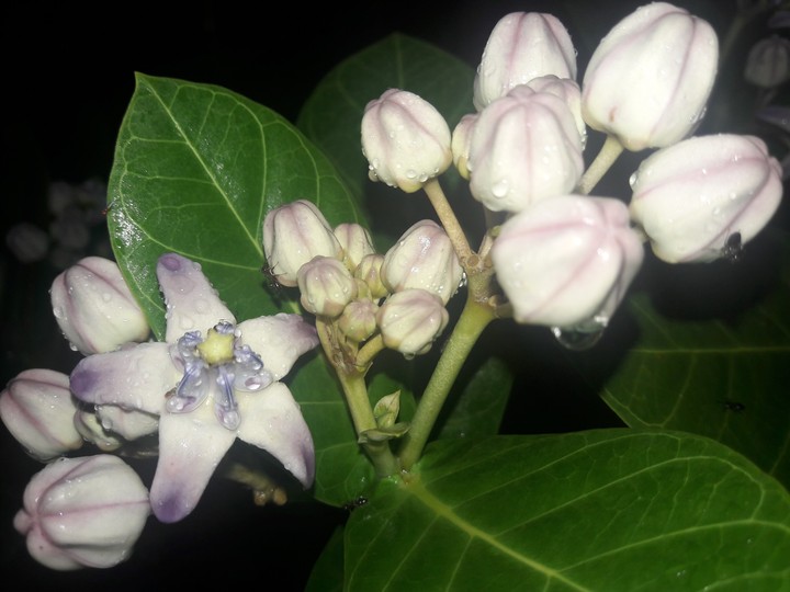 Calotropis gigantea flowers