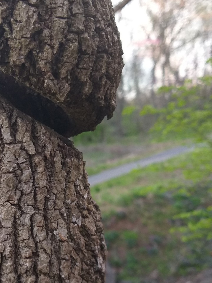 whiplash tree