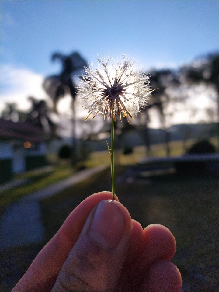 manhã