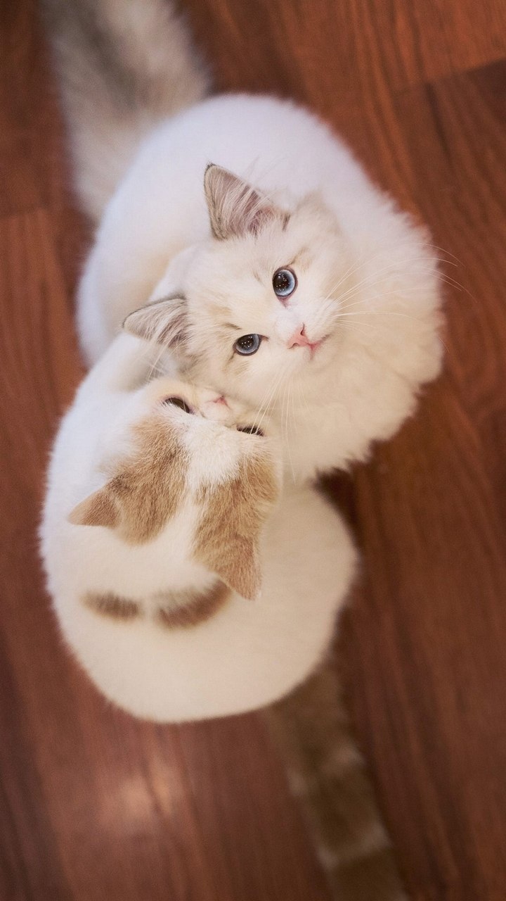 pussy cat