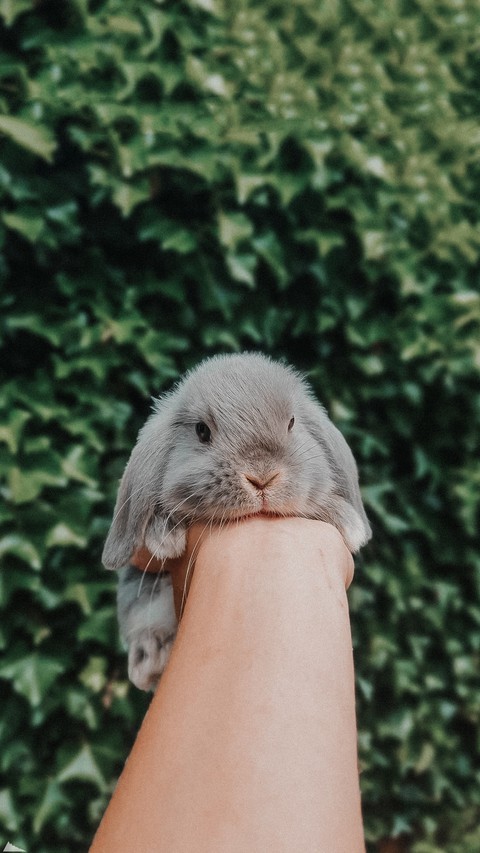 bunny