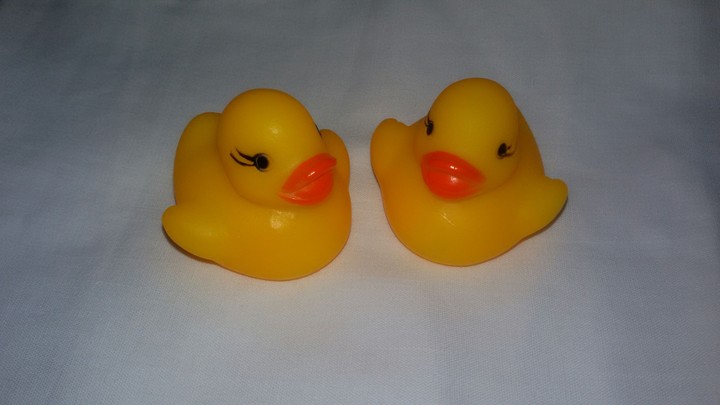 ducks