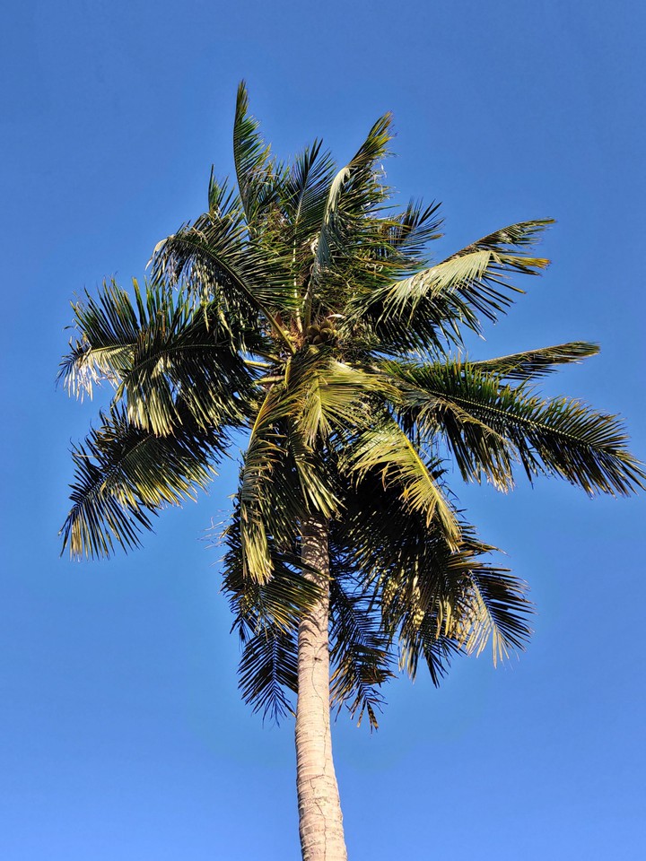 coconut