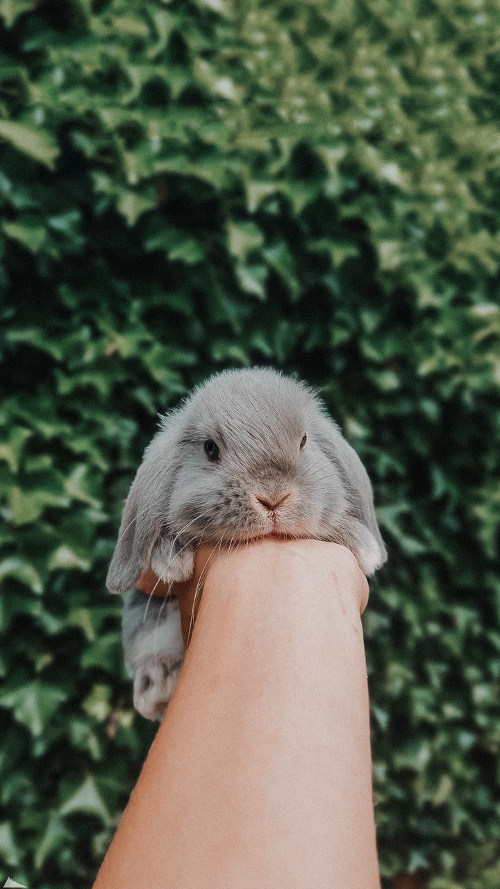 bunny