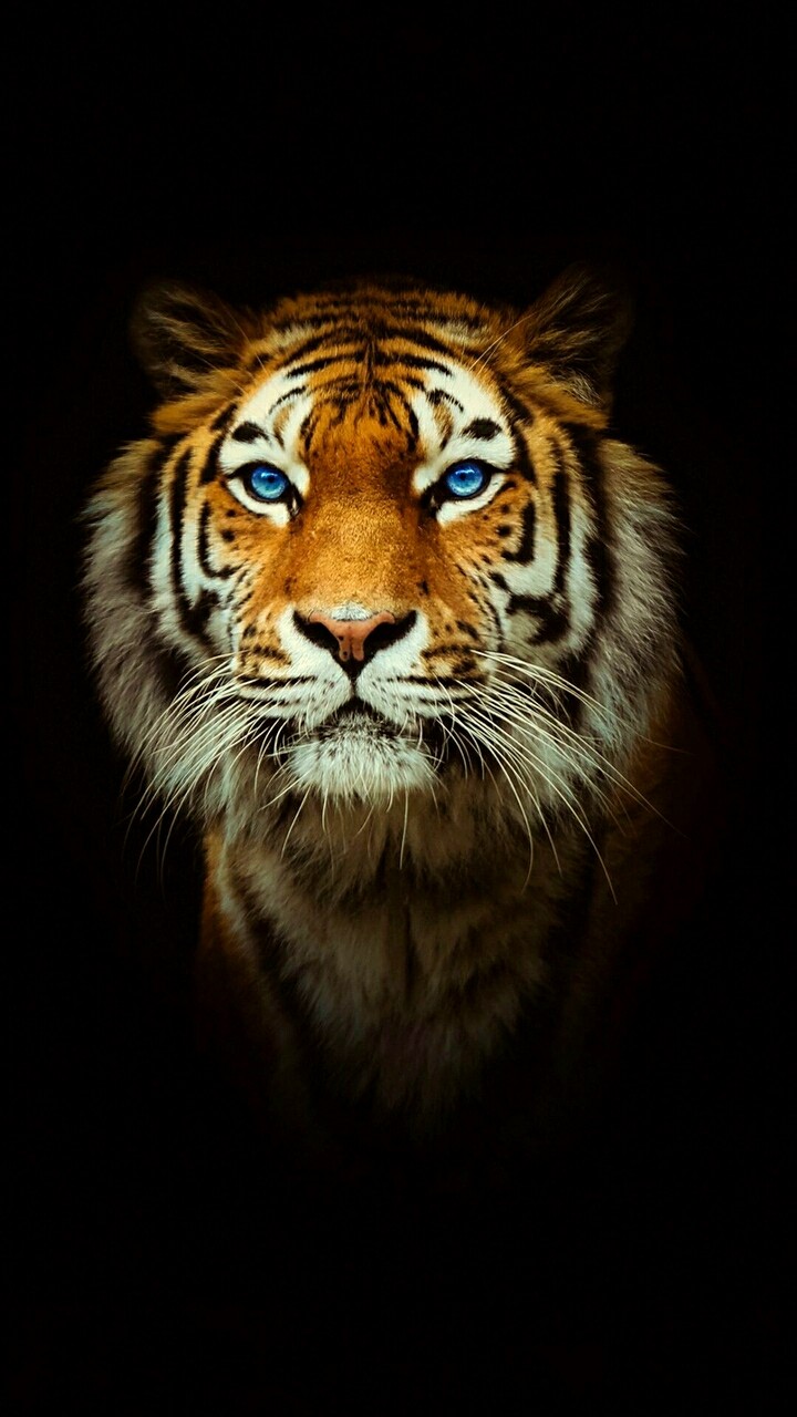 Tiger with blu eyes