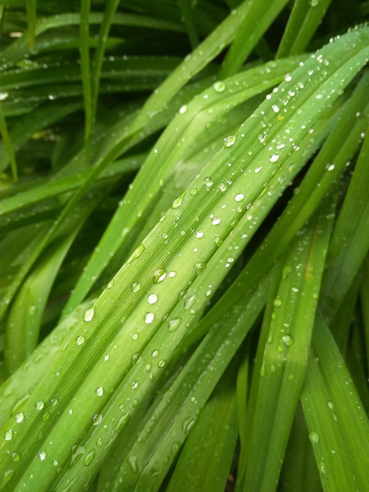 Water drops