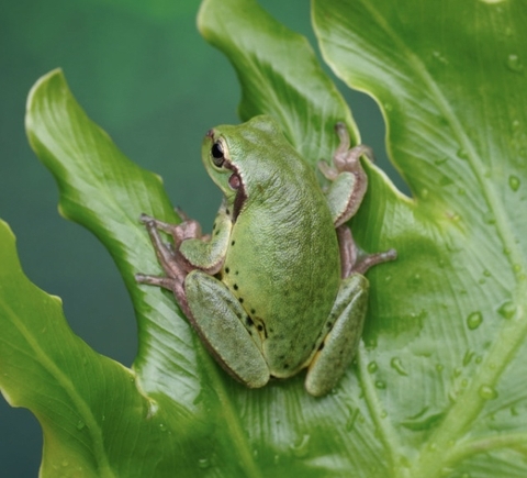 fonds d'écran frog, rhacophoridae
