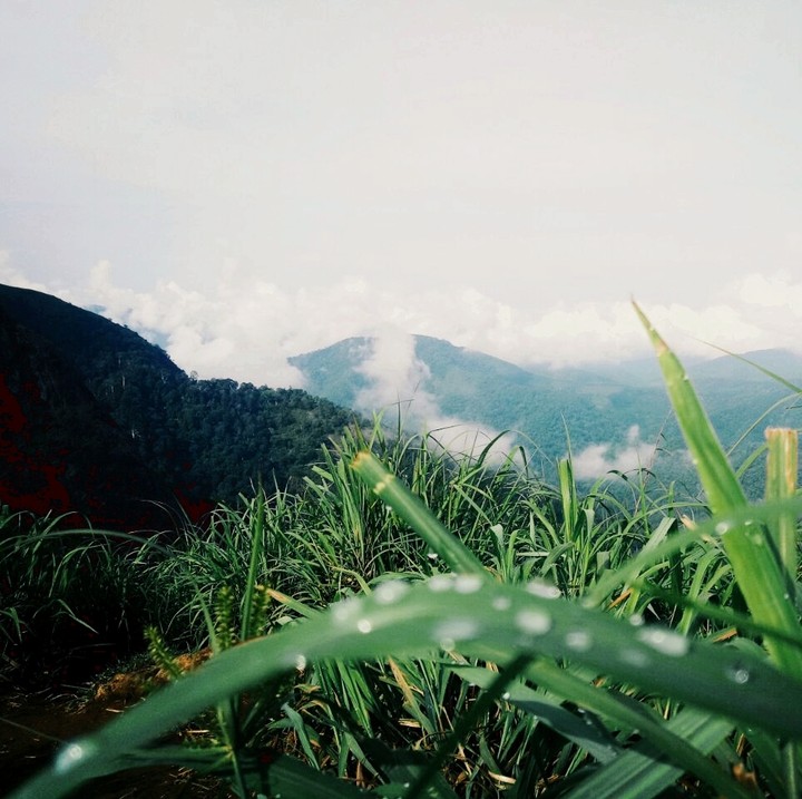 Green hills