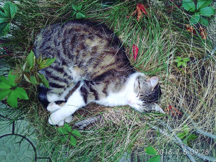 My cat?
