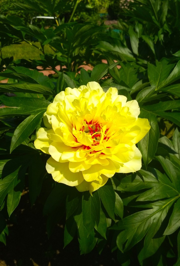 peony