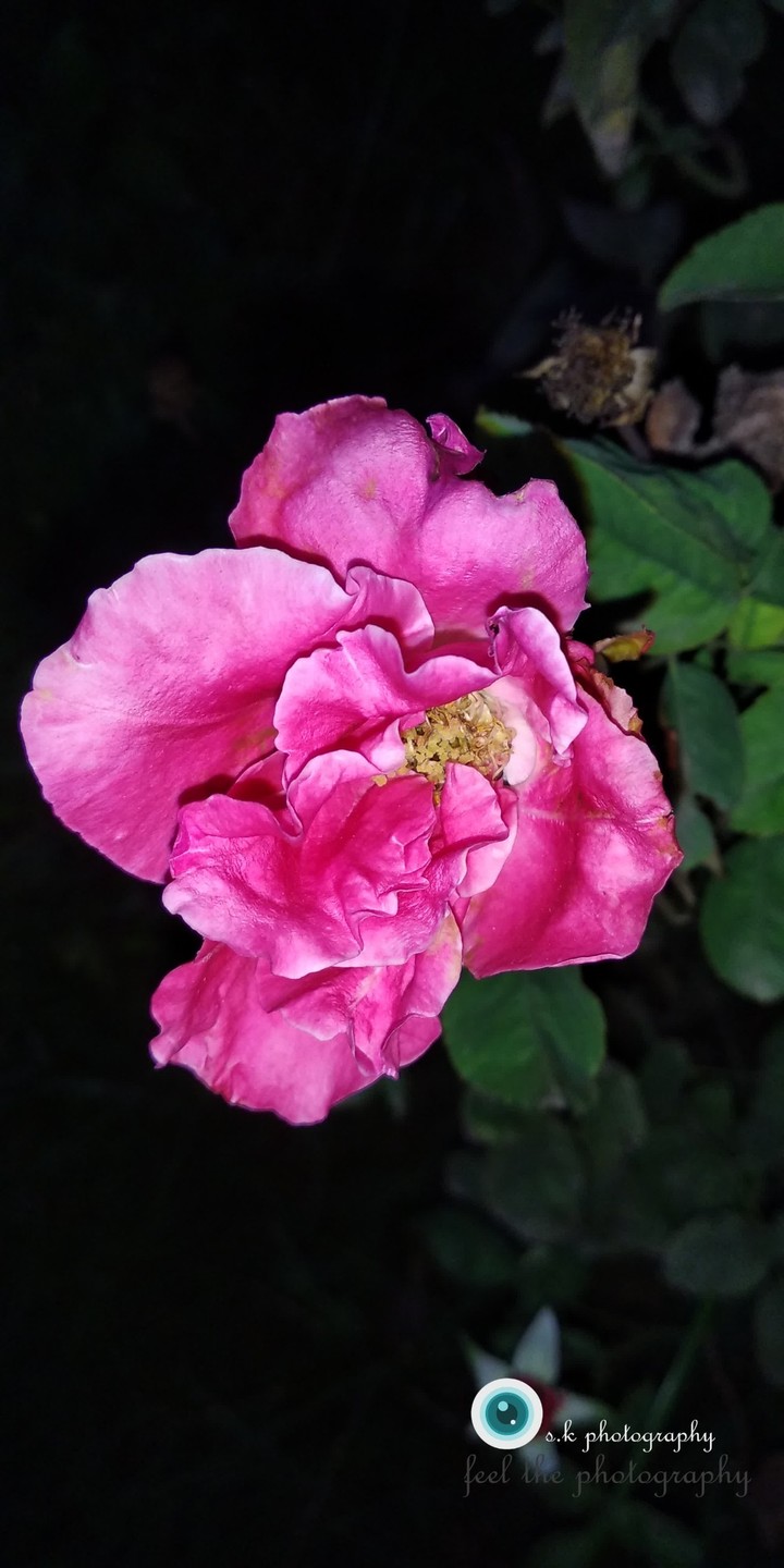 glowing rose