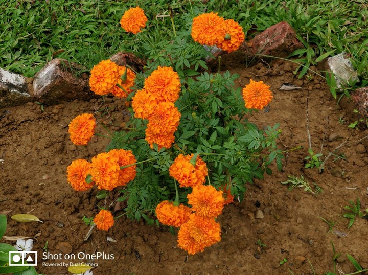 marigold