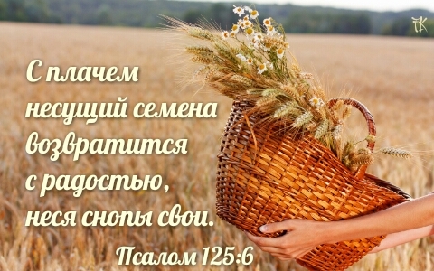 wheat