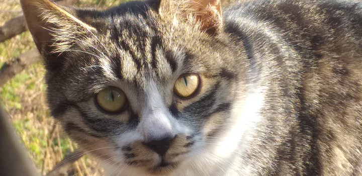 cat