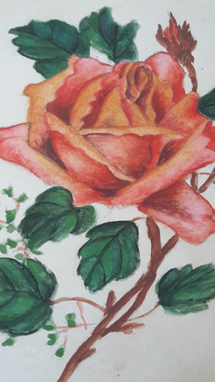 rose 