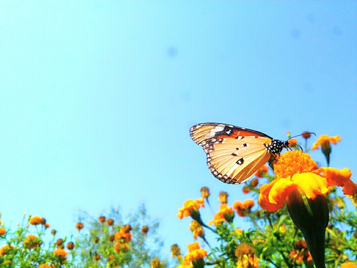 Butterfly's