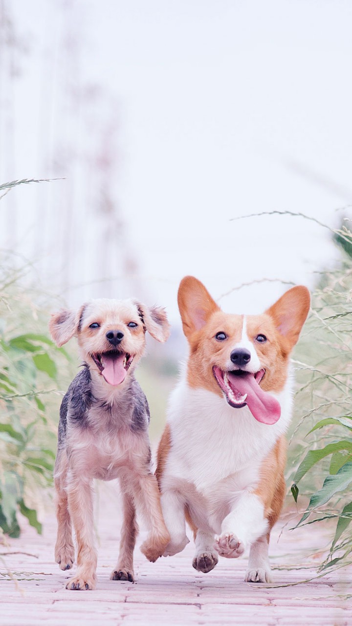 dogs