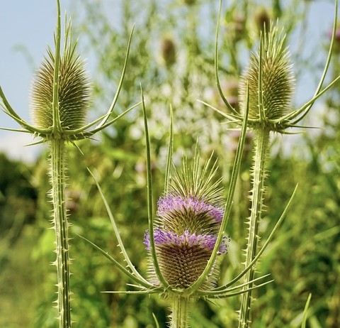thorns, teasels achtergronden