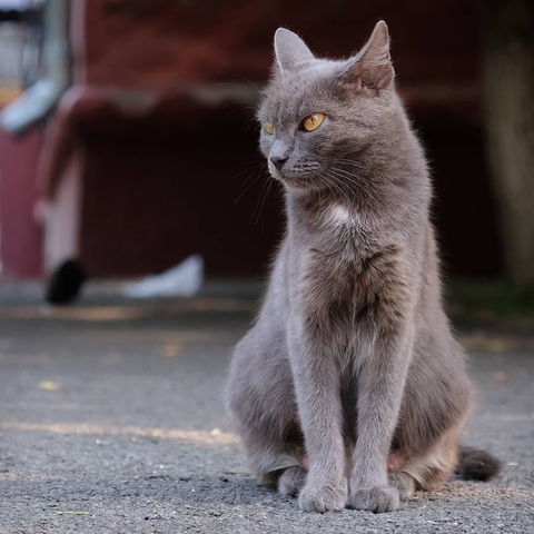 city cat