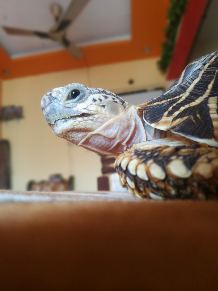 Tortoise pet