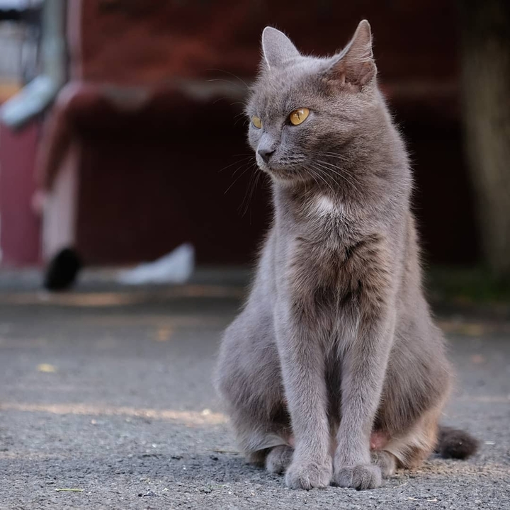 city cat