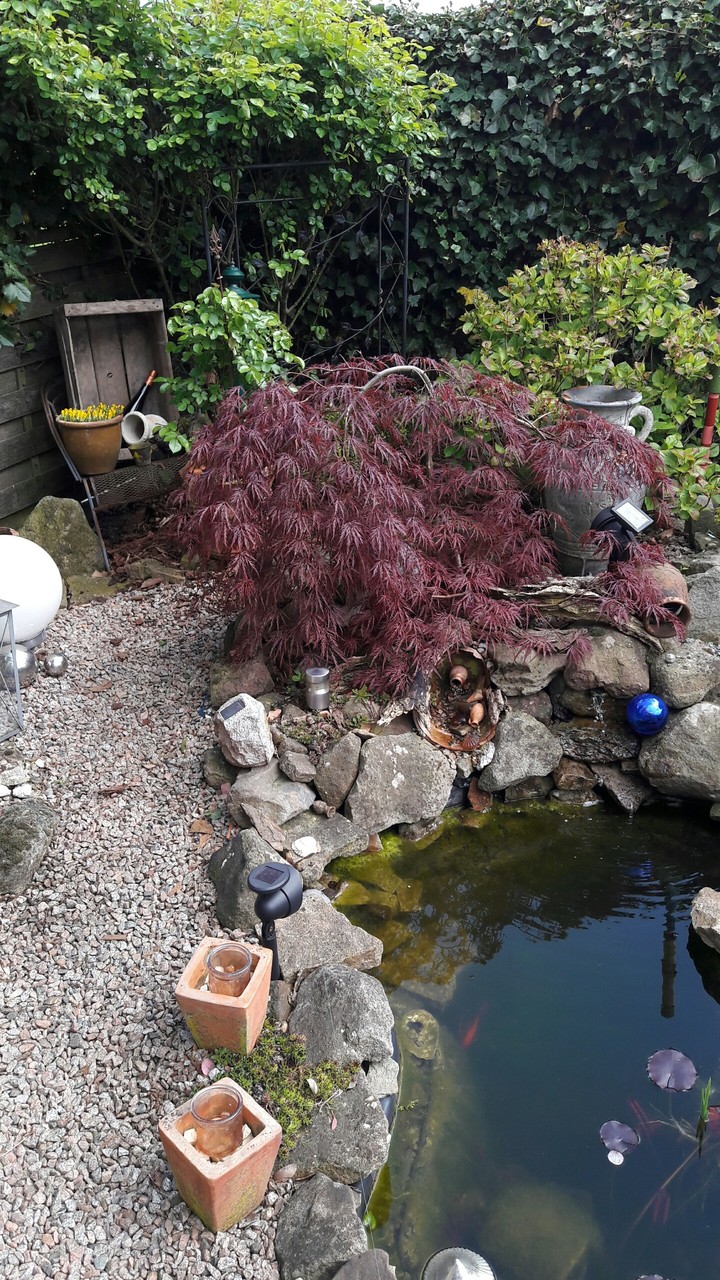 Ahorn  tree
