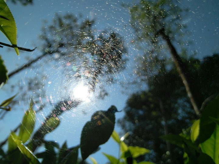 sun