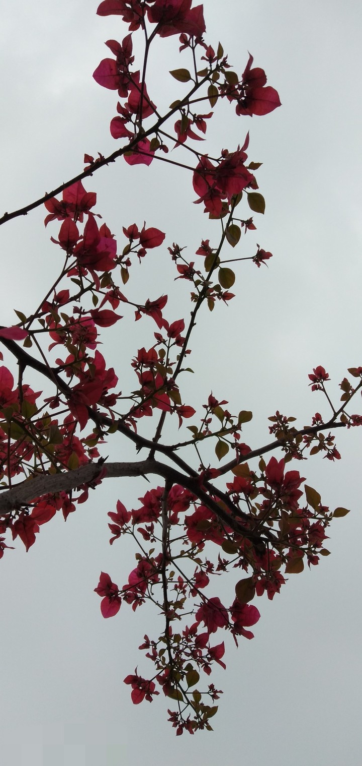 maple