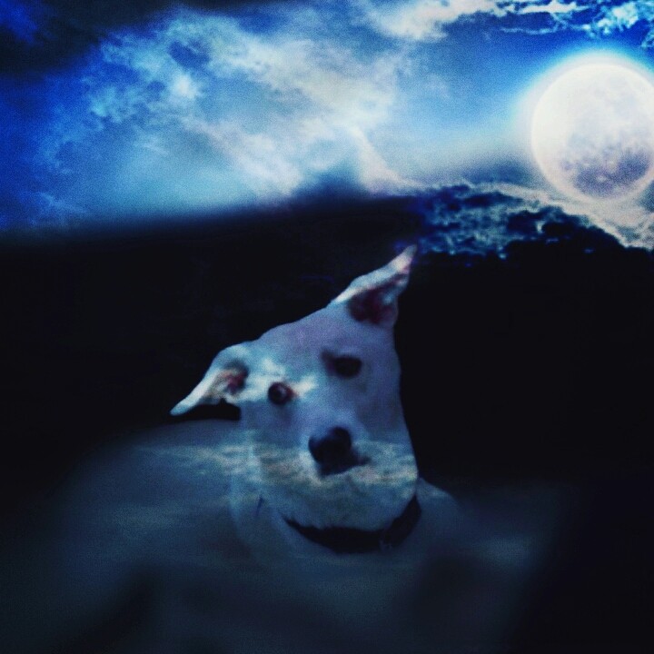 The dark night