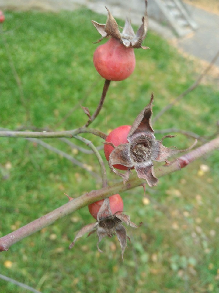 wild rose