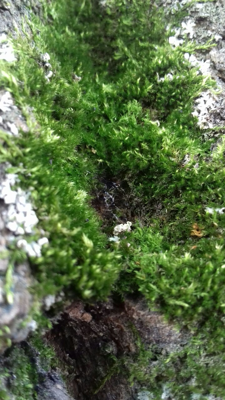 ecosystem