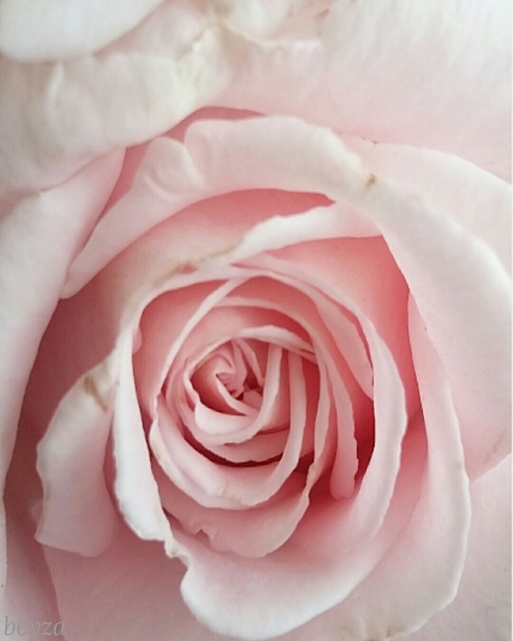 Pink Rose