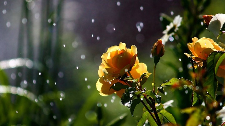 rose "