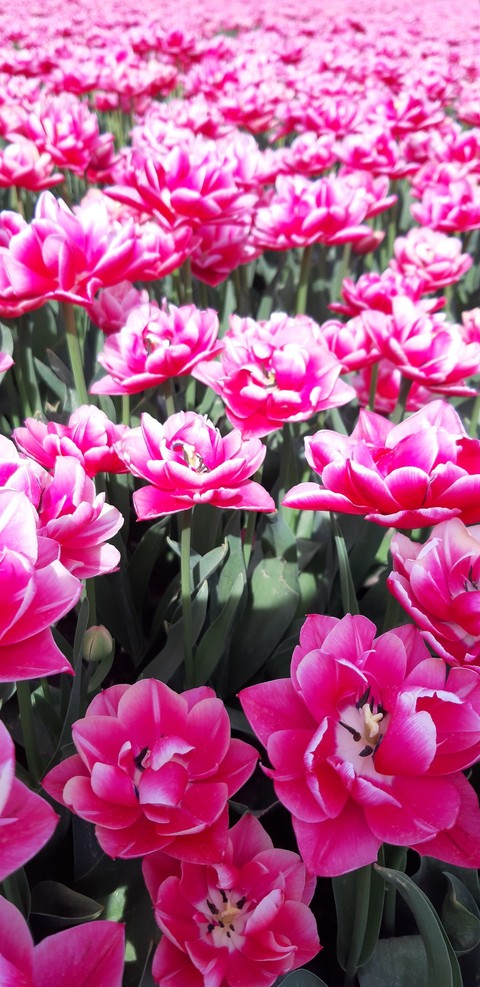 tulip in Holland