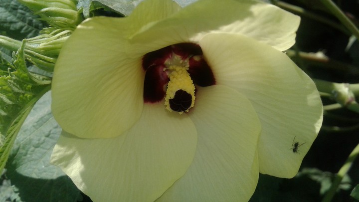 okra flomer