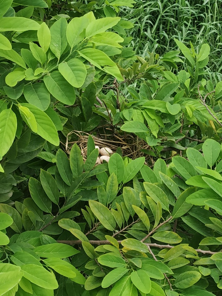 egg of pigeon