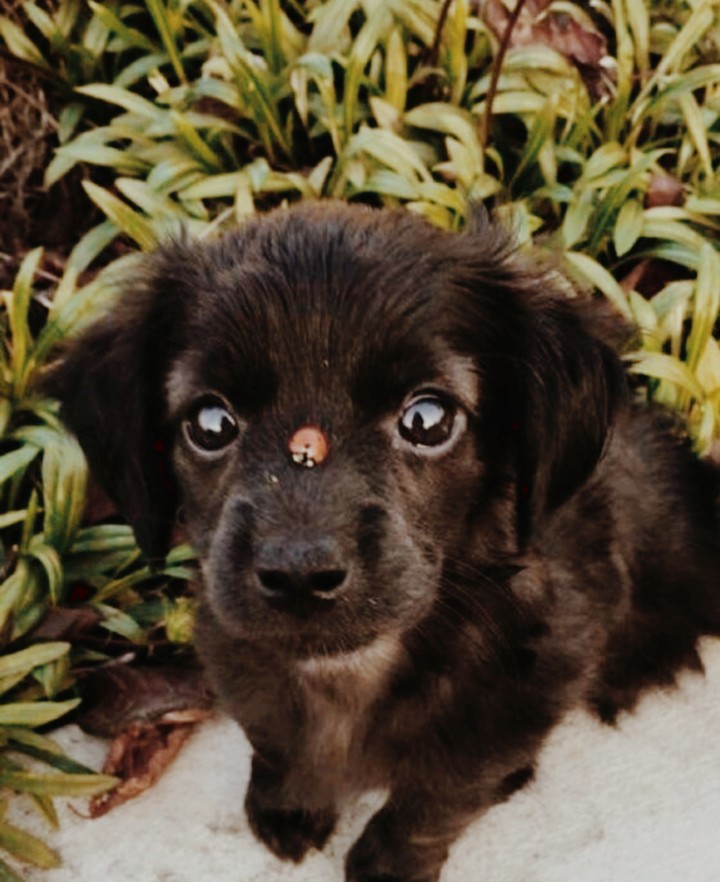 cute dog shade 2