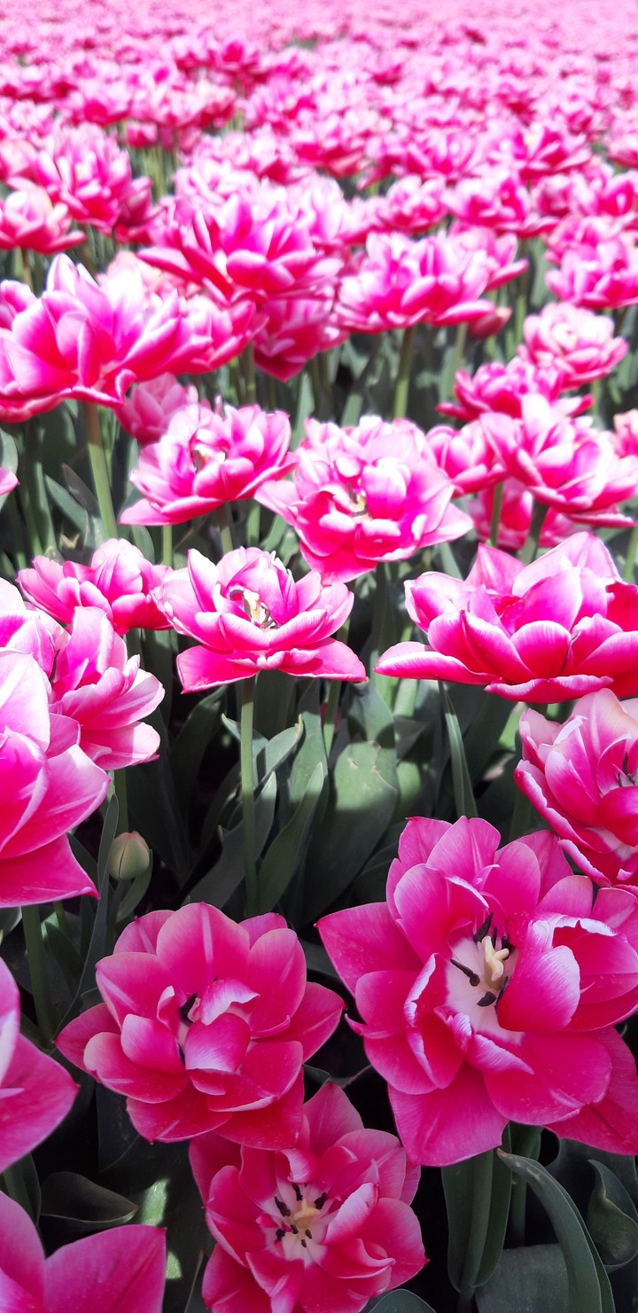 tulip in Holland