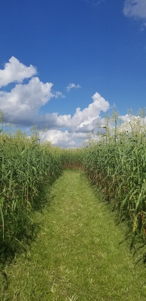 Pathway to the country
