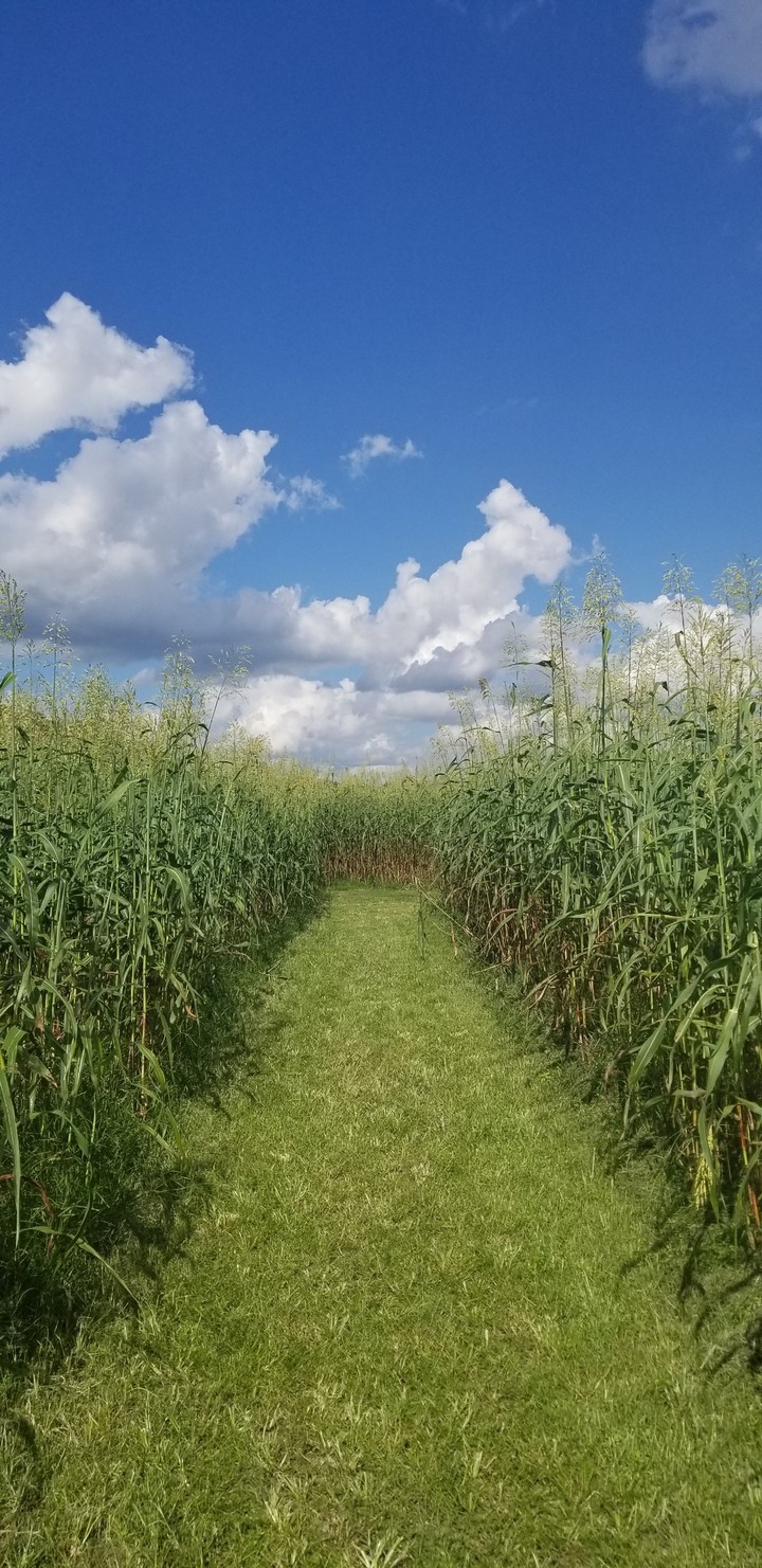 Pathway to the country