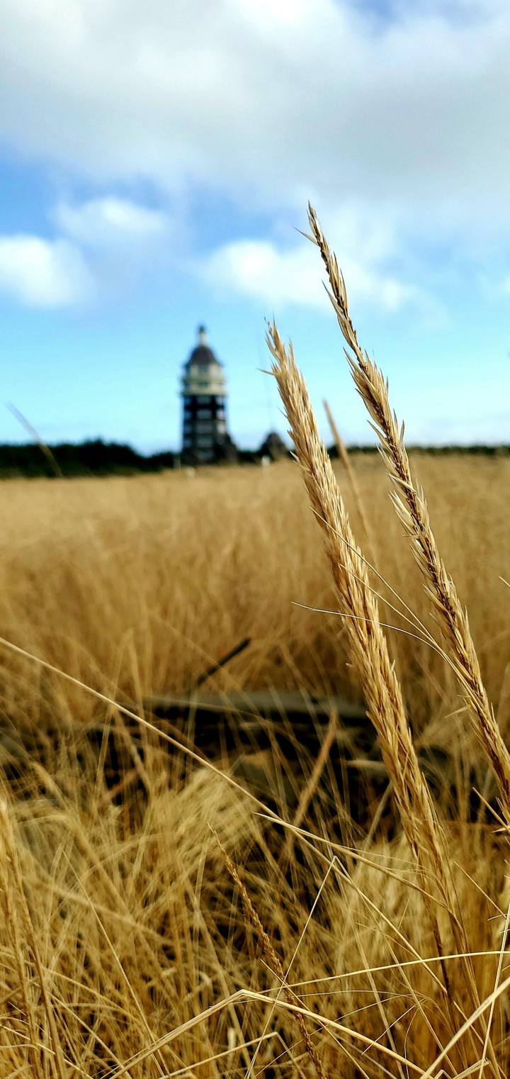 wheat from shores