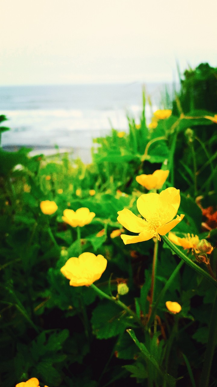 ocean beauty