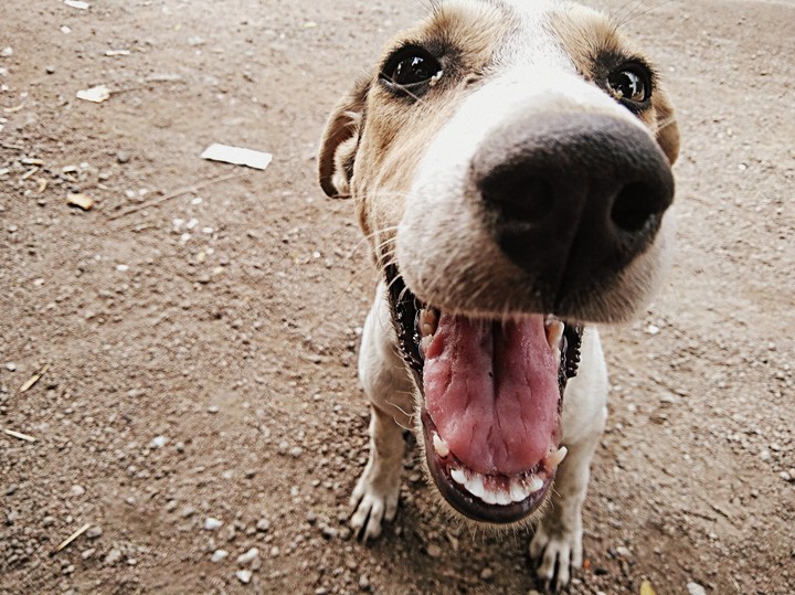 Admirable Pup