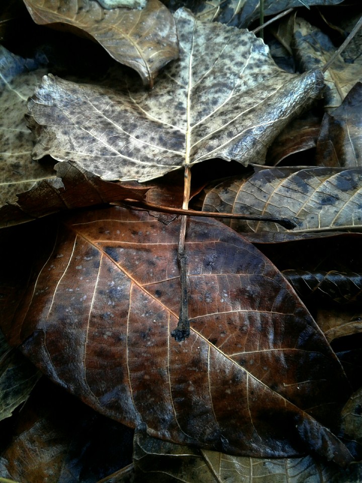 leaf abscission